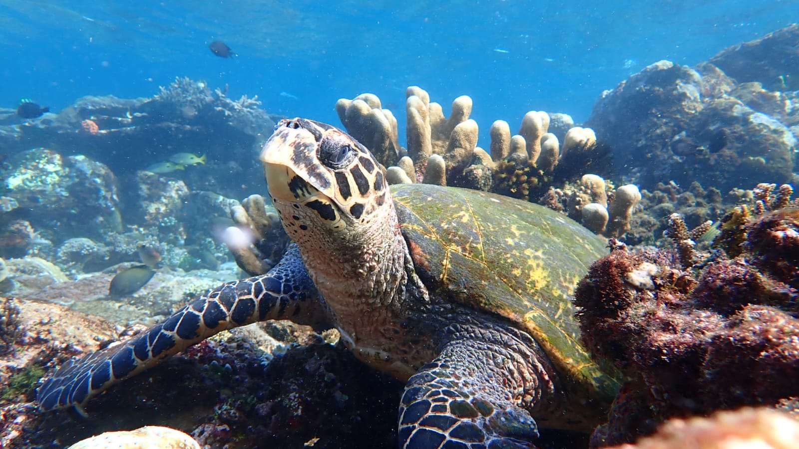 Komodo island tour 3 days 2 nights privat tour in indonesia